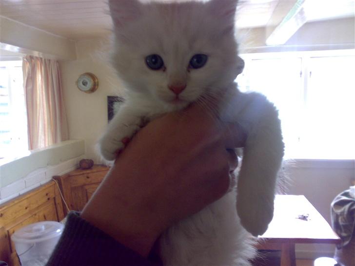 Maine Coon artur - 7 uger  og svært at tag billeder af og vejer 1,5 kg billede 16