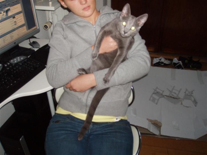 Russian Blue Lucky Luke - et nyt billede. skallige siges de første 8 billeder er fra han var killing. disse er helt nye:D billede 6