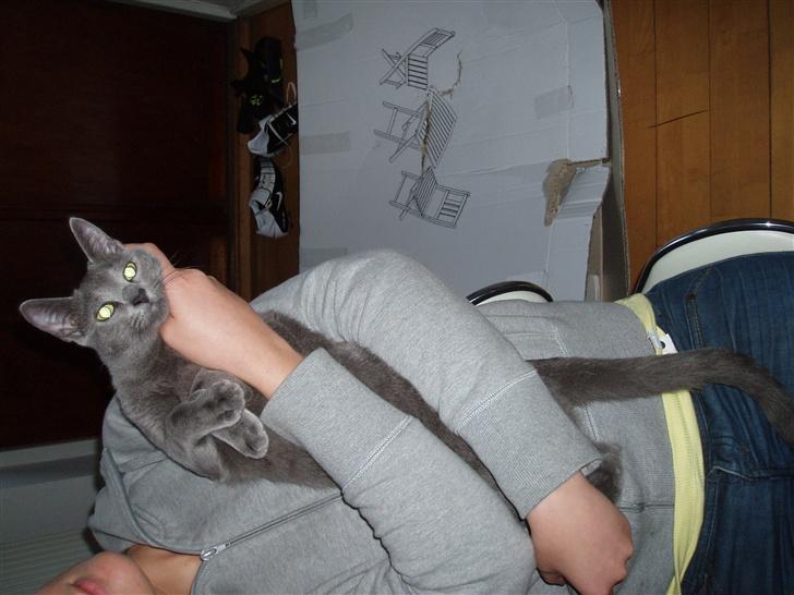 Russian Blue Lucky Luke - se lige en sød misser, som er lidt træt. billede 7