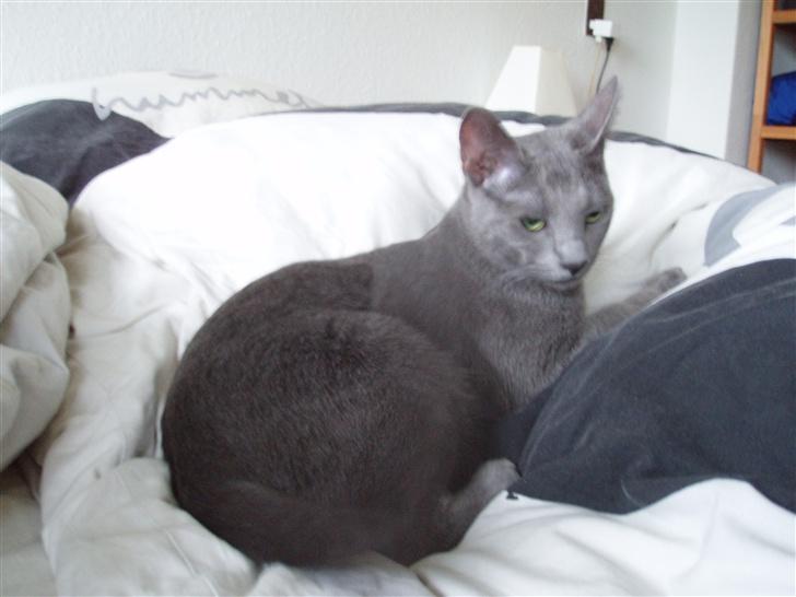 Russian Blue Lucky Luke - sov godt skat<3 billede 8