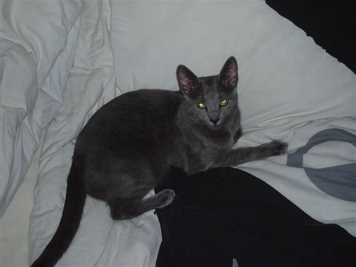 Russian Blue Lucky Luke - putte gris igen igen:D billede 9