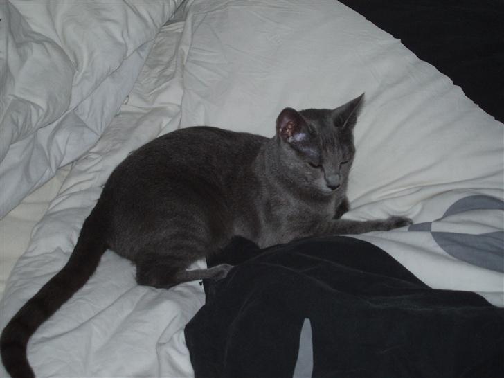 Russian Blue Lucky Luke - <3<3Lucky<3<3 billede 10