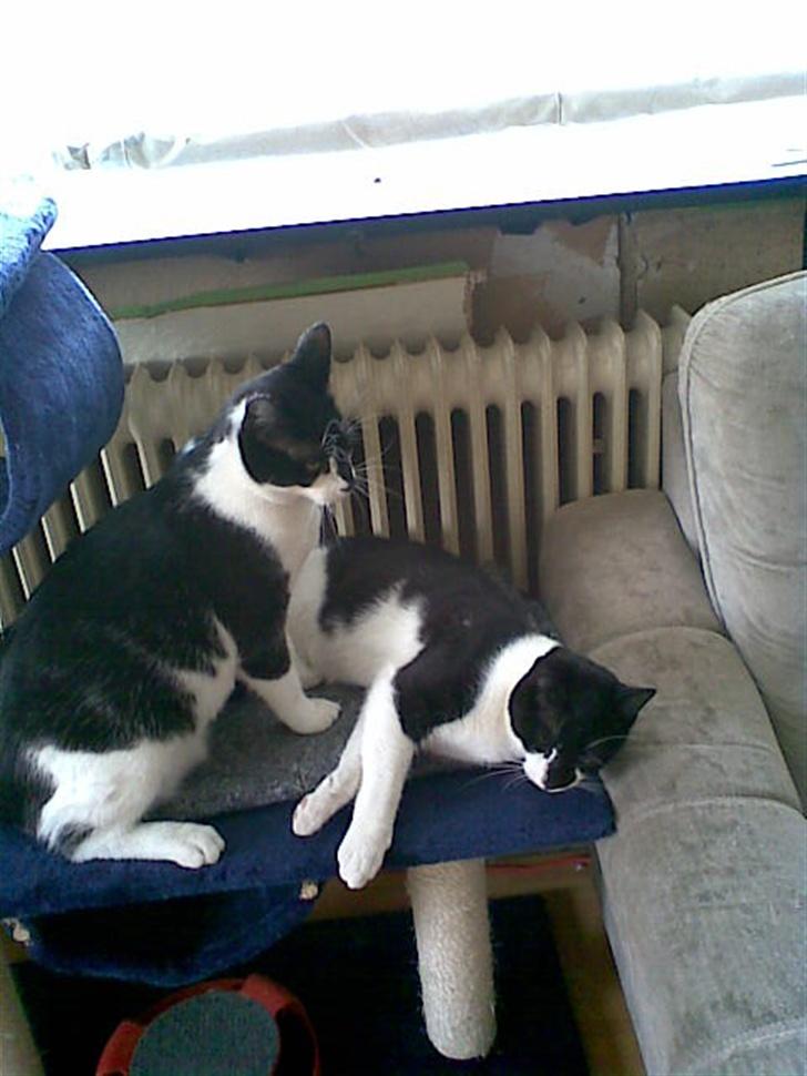 Huskat Yin - Brormand gider du lige lade mig sove.  billede 2