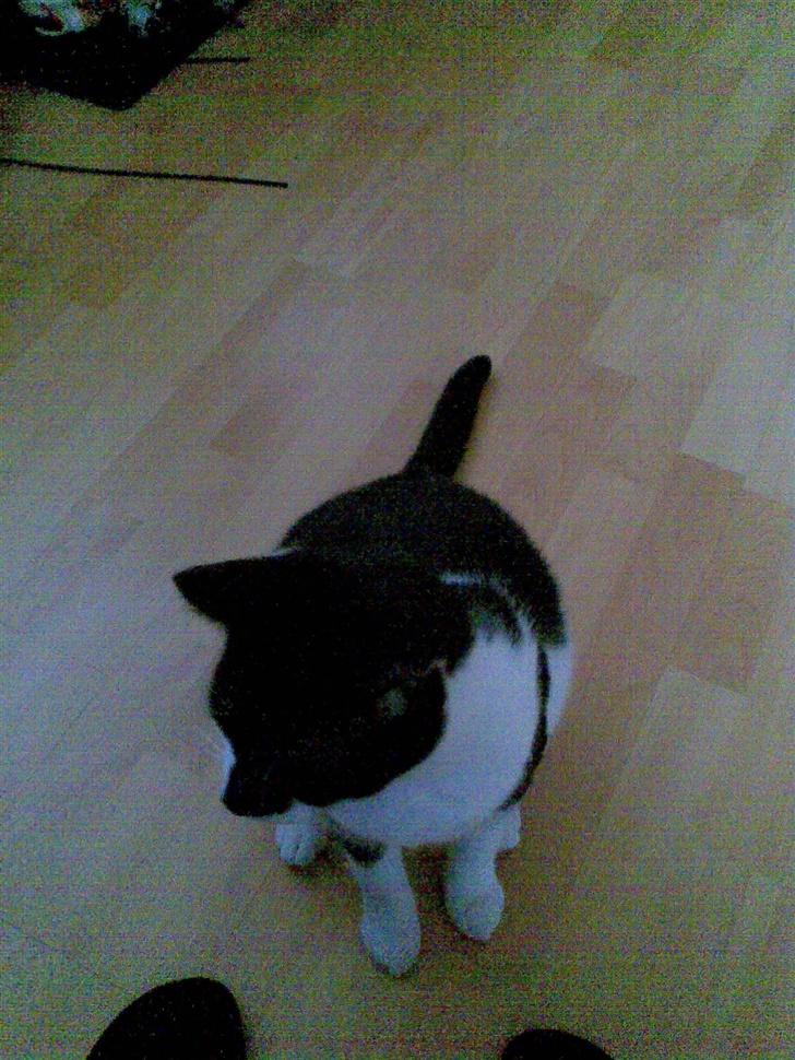 Huskat Yin billede 3