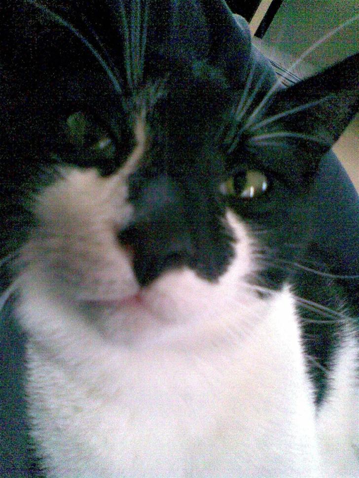 Huskat Yin - Hej der. billede 4