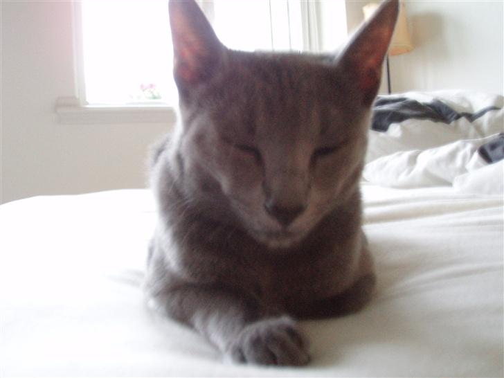 Russian Blue Lucky Luke - han har leget hele aften, så han er godt træt:D billede 11