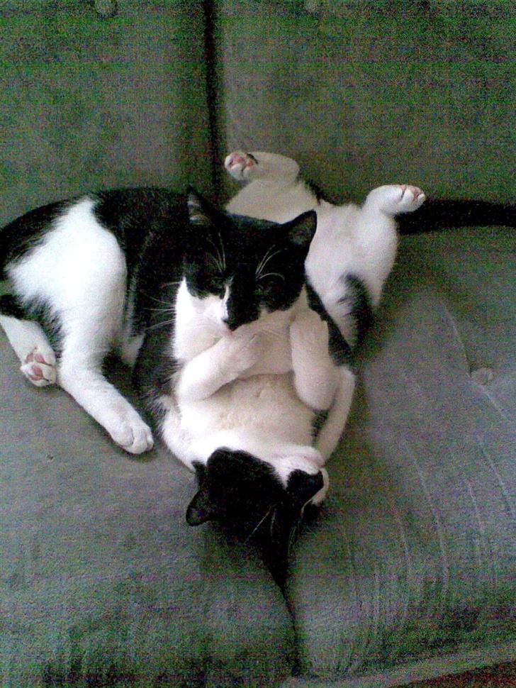 Huskat Yin - Her kan jeg så ikke lige se hvem der er hvem. billede 5