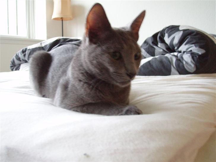 Russian Blue Lucky Luke - sov godt bebz<3 billede 12