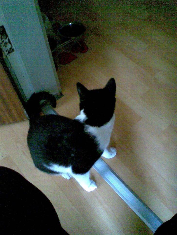 Huskat Yin - der er mad. billede 6