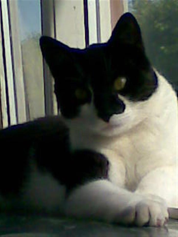 Huskat Yang - hej der.  billede 1