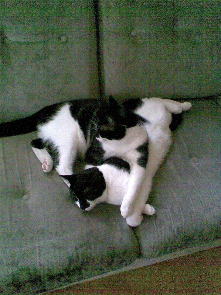 Huskat Yang - jeg kan så godt li min bror. billede 2