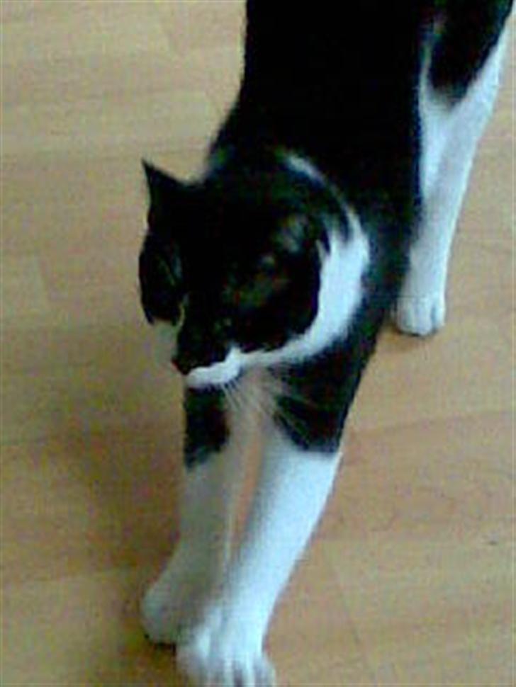 Huskat Yang - Skal vi til at lege? billede 3