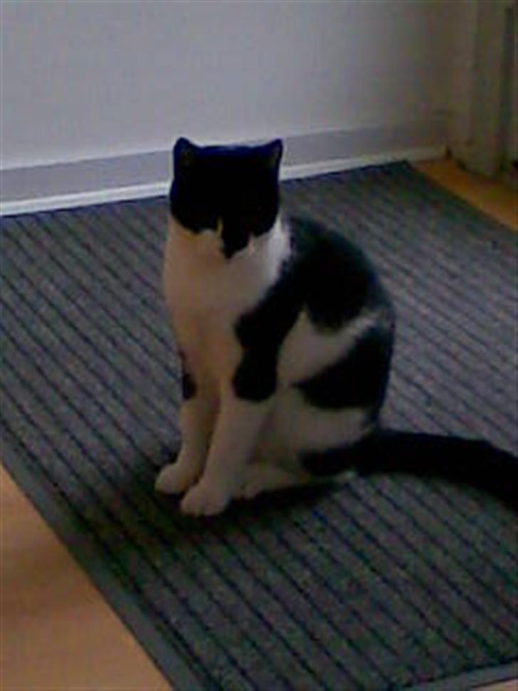 Huskat Yang - Sker der snart noget. billede 4