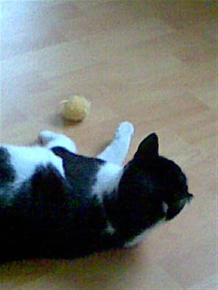 Huskat Yang - der er hårdt det her... billede 5