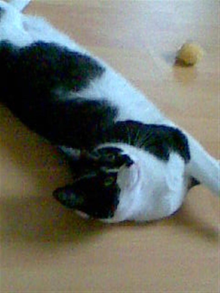 Huskat Yang - Har Brormand noget der er sjovede? billede 6