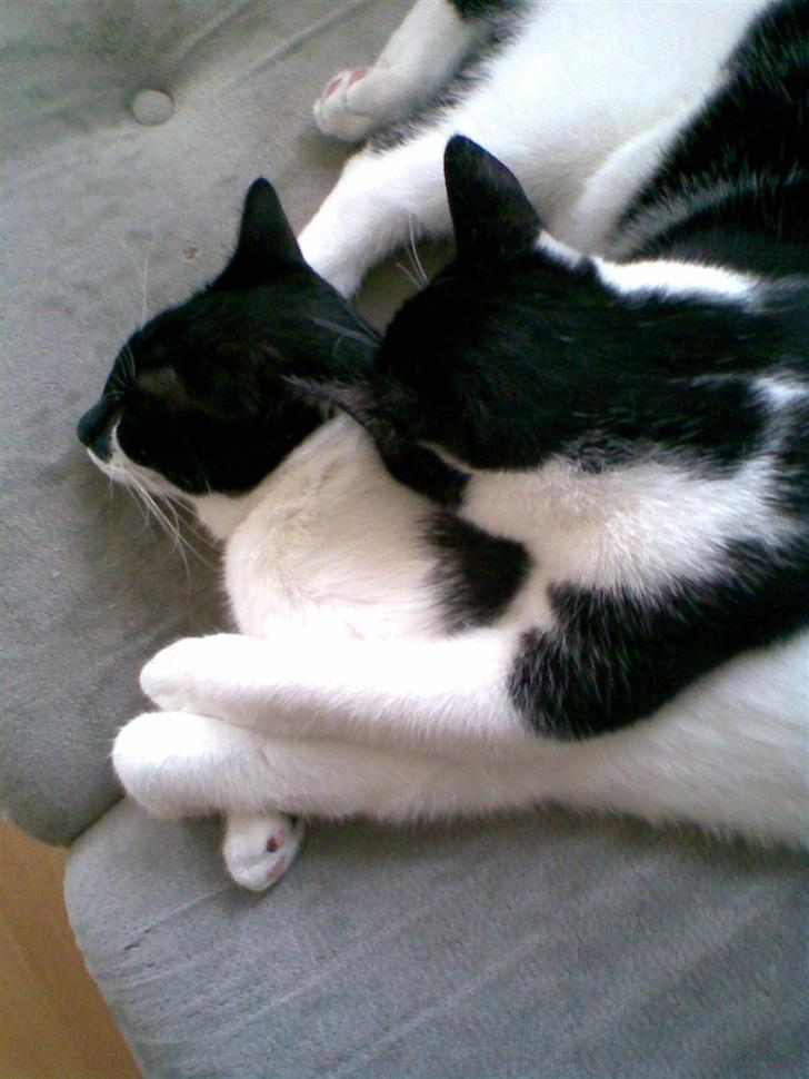 Huskat Yang - Bror der lige giver mig en kramme... billede 7