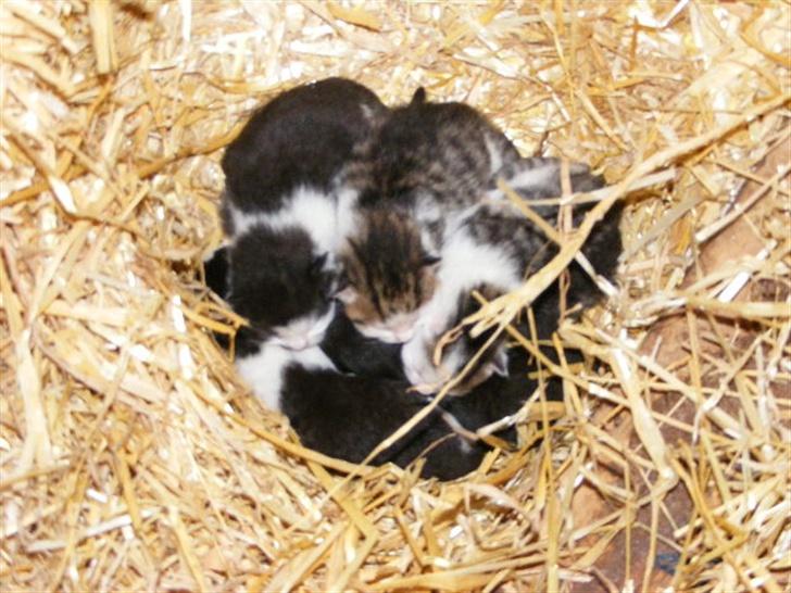 Blanding af racer LM's killinger. døde - *Velkommen*    2 dage gamle  billede 1