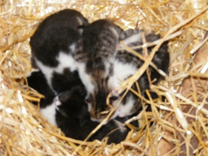 Blanding af racer LM's killinger. døde billede 2