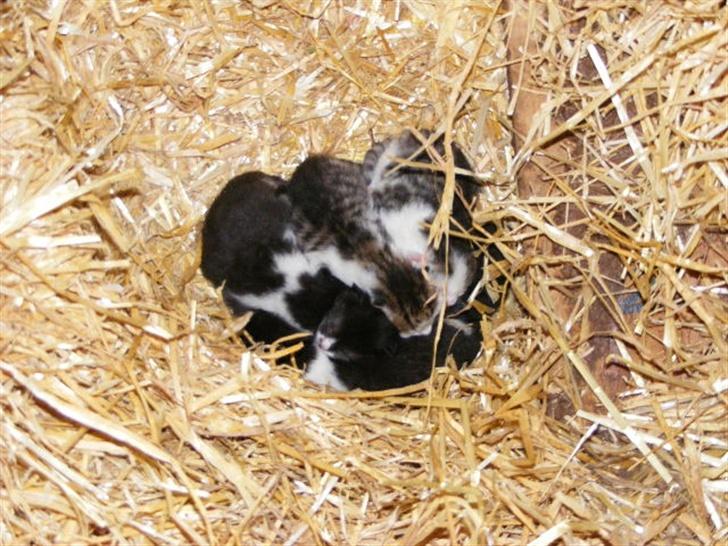 Blanding af racer LM's killinger. døde billede 3