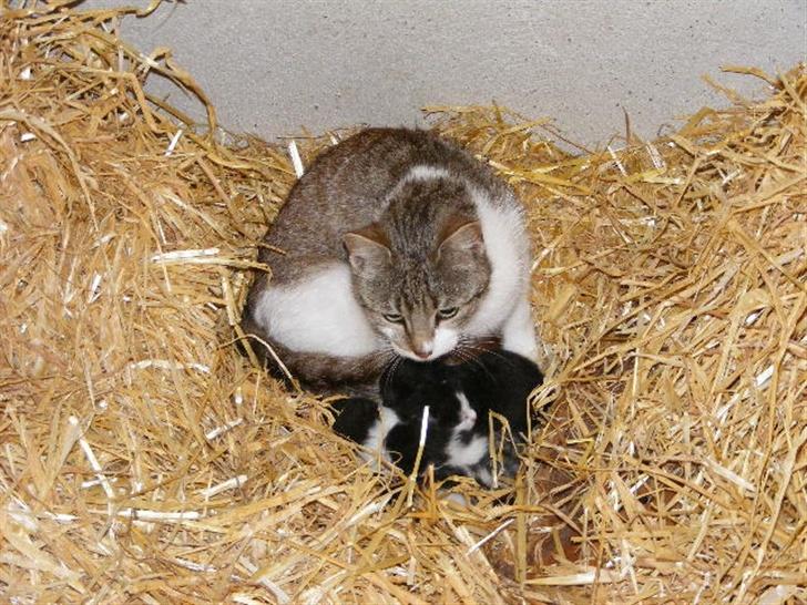 Blanding af racer LM's killinger. døde billede 4