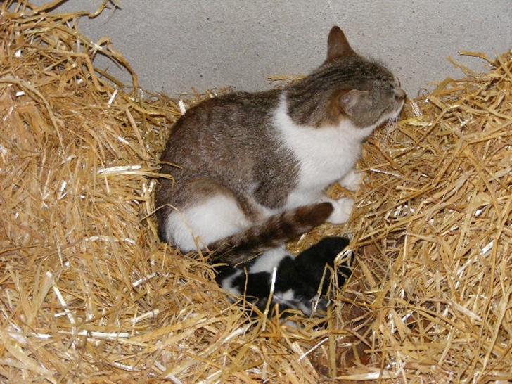 Blanding af racer LM's killinger. døde billede 5