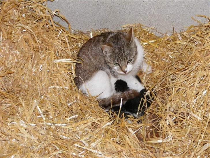 Blanding af racer LM's killinger. døde billede 7