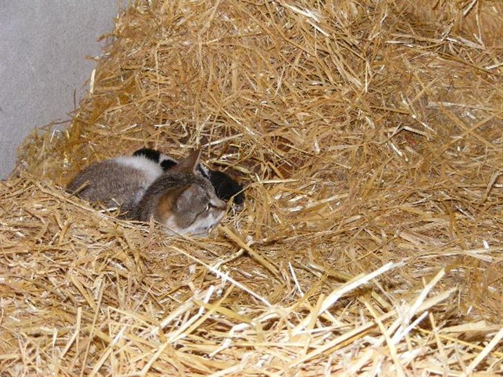 Blanding af racer LM's killinger. døde billede 8