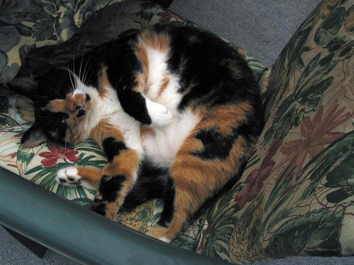 Huskat Mini - Har  vi det  ikke dejligt billede 2