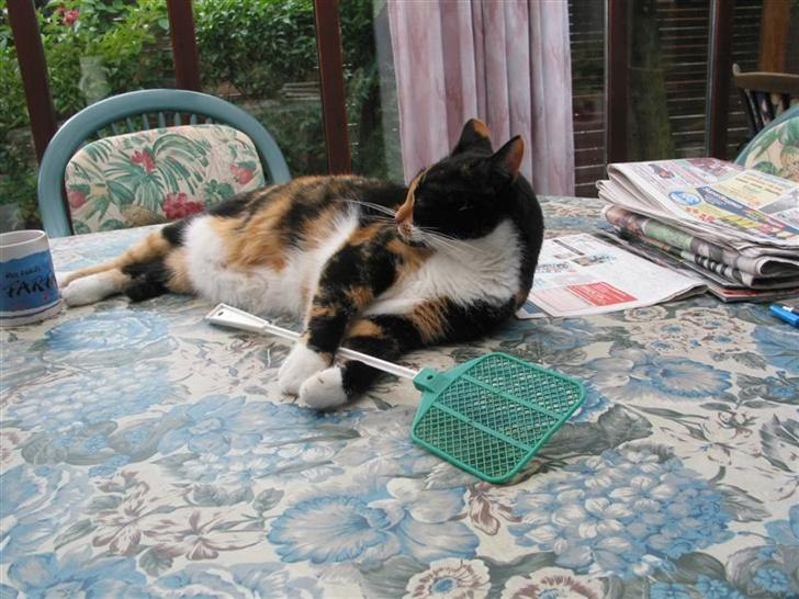 Huskat Mini - Kom bare an fluer billede 4