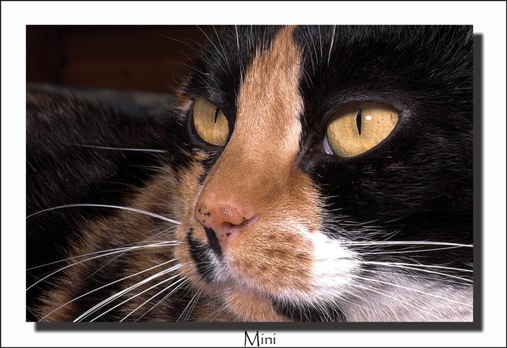 Huskat Mini - Mini mediterer billede 5