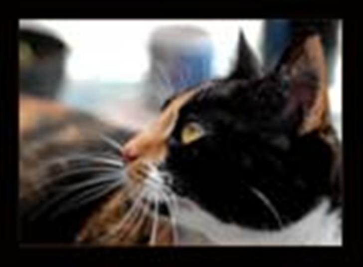 Huskat Mini - Mor og far synes jeg er smuk billede 6