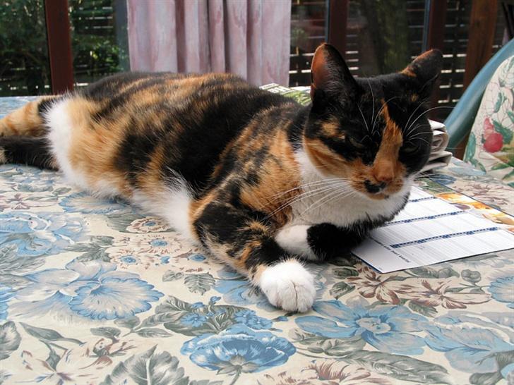 Huskat Mini - Hygge i udestuen billede 7