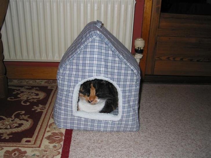 Huskat Mini - Mini i hulen billede 9