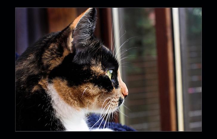 Huskat Mini - Nyder udsigten billede 10