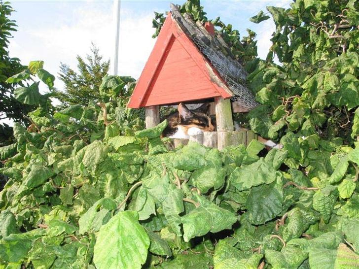 Huskat Mini - Her er mit sommerhus billede 11