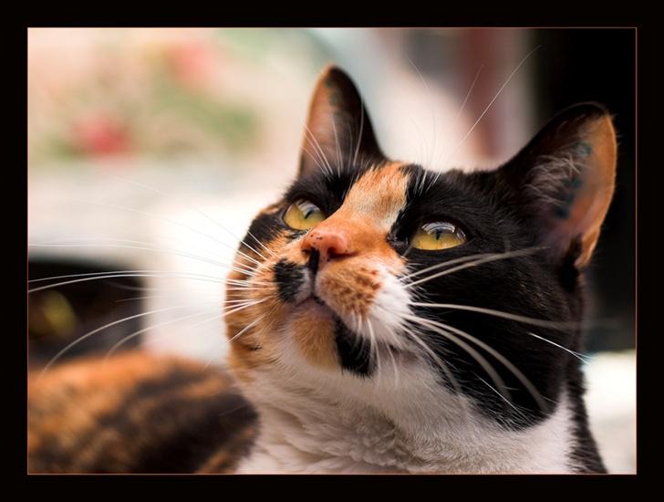 Huskat Mini - Mon det var en flyver billede 12