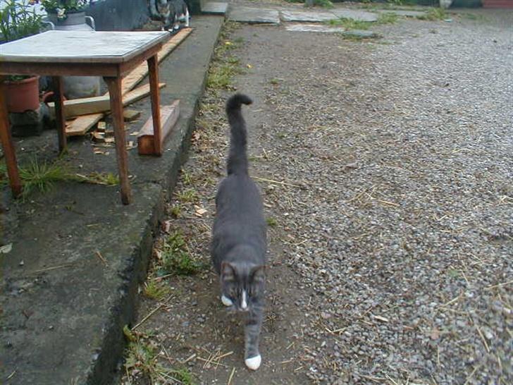 Blanding af racer Laban billede 6