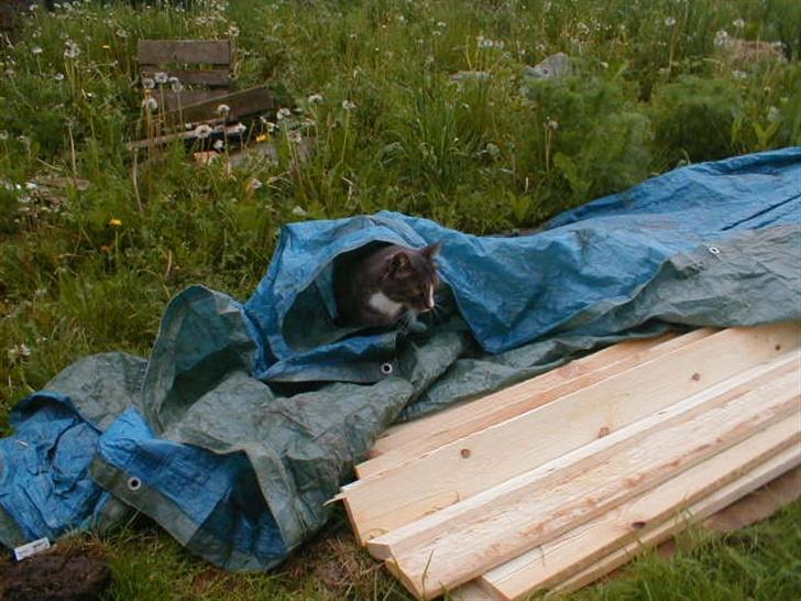 Blanding af racer Laban billede 7