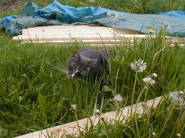 Blanding af racer Laban billede 8