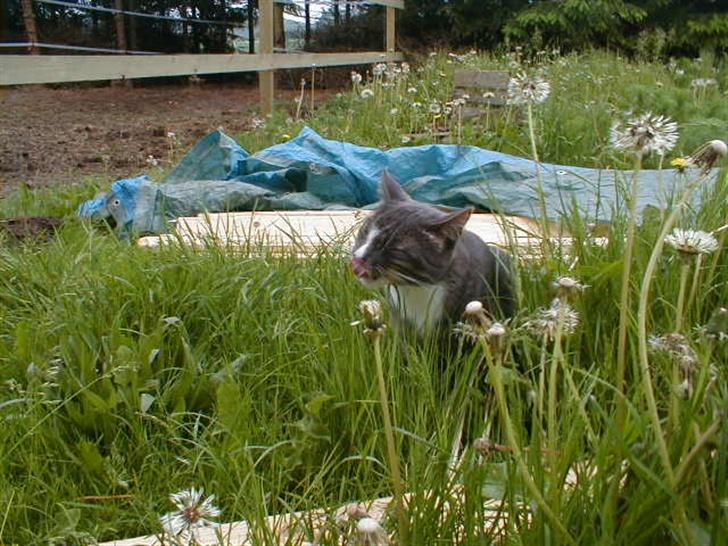 Blanding af racer Laban billede 9