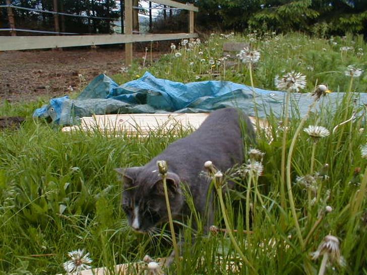 Blanding af racer Laban billede 10