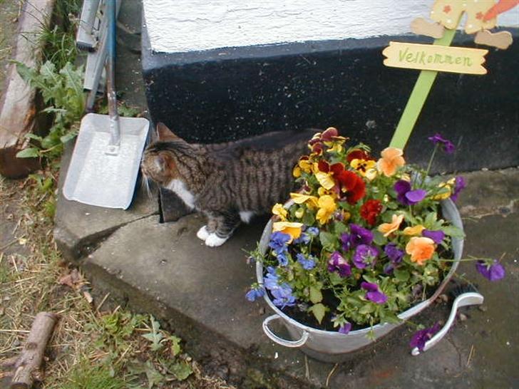 Blanding af racer Kylling billede 9