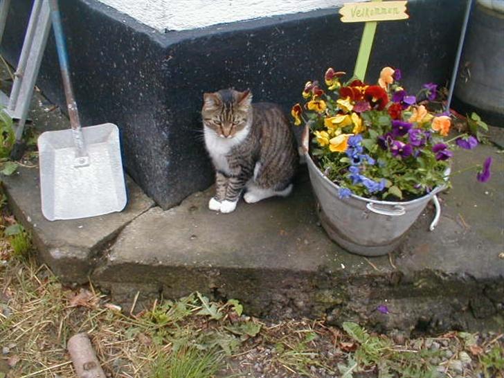 Blanding af racer Kylling billede 10