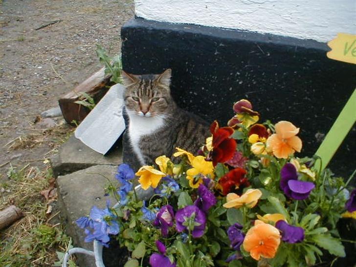 Blanding af racer Kylling billede 11