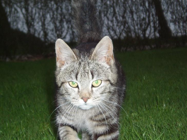 Blanding af racer Silke - Velkommen til min profil  billede 1