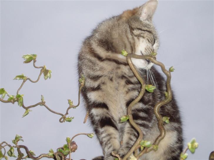 Blanding af racer Silke - Her sidder jeg i toppen af troldetræet billede 2