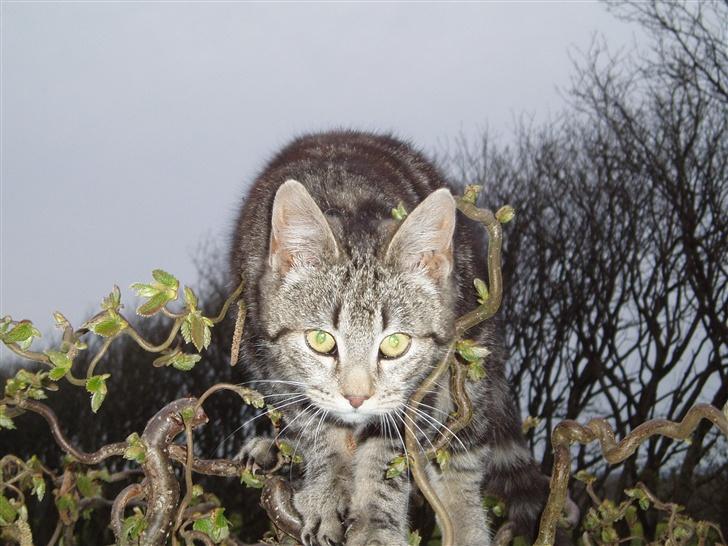 Blanding af racer Silke - forår 2007 billede 3