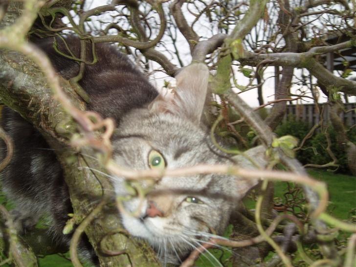Blanding af racer Silke - jeg er lige lidt legesyg :-) billede 4