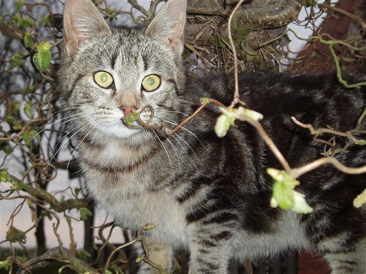 Blanding af racer Silke - Hov er der noget der over? billede 5