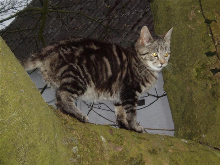 Blanding af racer Silke - Jeg elsker bare at klatre i træer billede 6